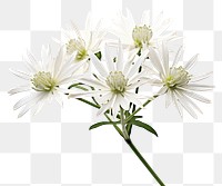 PNG Blossom flower petal plant. AI generated Image by rawpixel.