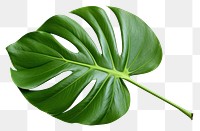 PNG Plant leaf xanthosoma freshness. AI generated Image by rawpixel.