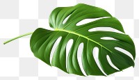 PNG Plant leaf xanthosoma freshness. 