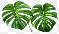 PNG Plant green leaf xanthosoma. AI generated Image by rawpixel.