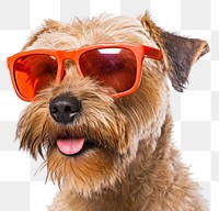 PNG Sunglasses terrier pet mammal. AI generated Image by rawpixel.