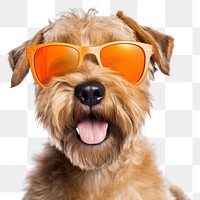 PNG Sunglasses terrier mammal animal. AI generated Image by rawpixel.