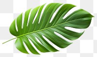 PNG Plant leaf freshness nature. 