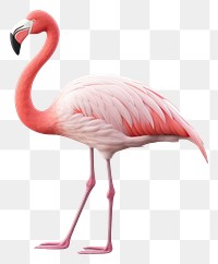 PNG Flamingo animal bird  