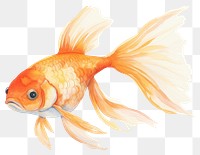 PNG Goldfish animal white background pomacentridae. 