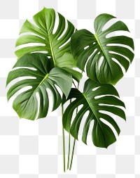 PNG Plant leaf xanthosoma freshness. 