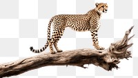 PNG Wildlife cheetah animal mammal. 