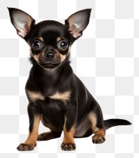 PNG Chihuahua mammal animal pet