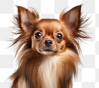 PNG Chihuahua papillon mammal animal. 