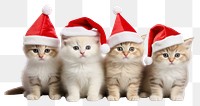 PNG Christmas mammal animal kitten