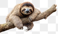 PNG Wildlife animal mammal sloth