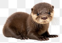 PNG Otter wildlife animal mammal. AI generated Image by rawpixel.