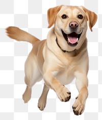 PNG Mammal animal pet dog