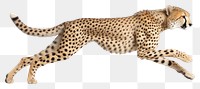 PNG Wildlife cheetah animal mammal