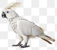 PNG Cockatoo parrot bird animal. 