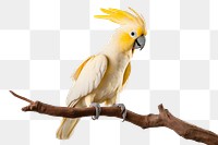 PNG Cockatoo bird parrot animal. AI generated Image by rawpixel.