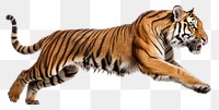 PNG Wildlife animal mammal tiger