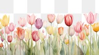 PNG Tulip backgrounds outdoors blossom