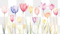 PNG Tulip backgrounds blossom flower.