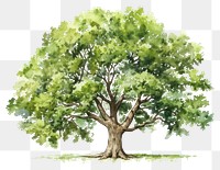 PNG Tree plant oak tranquility. AI generated Image by rawpixel.