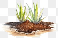 PNG Aloe soil plant xanthorrhoeaceae. AI generated Image by rawpixel.