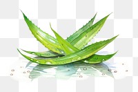 PNG Plant leaf aloe freshness. AI generated Image by rawpixel.