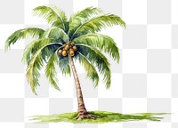 PNG Coconut plant tree arecaceae. AI generated Image by rawpixel.