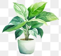 PNG Plant herbs leaf vase. 