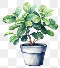 PNG Plant bonsai leaf houseplant. 