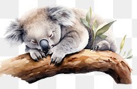 PNG Koala wildlife sleeping animal. 