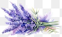 PNG Lavender flower plant inflorescence