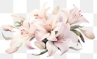 PNG Lily blossom flower petal