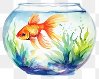 PNG Fish goldfish aquarium animal. 