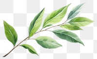 PNG Plant herbs leaf tree