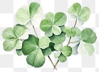 PNG Clover plant leaf creativity. 