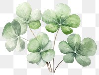 PNG Clover plant herbs leaf