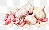 PNG Garlic vegetable plant food
