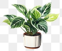 PNG Plant leaf vase  