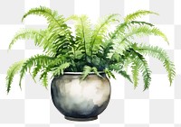 PNG Plant fern leaf white background. AI generated Image by rawpixel.