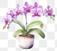 PNG Orchid plant flower  