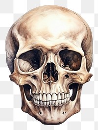 PNG White background anthropology anatomy spooky. 