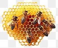 PNG Honeycomb bee animal insect