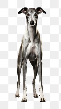 PNG Greyhound mammal animal dog. AI generated Image by rawpixel.