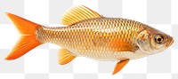 PNG Fish animal carp transparent background