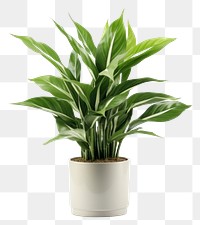 PNG Tropical houseplant transparent background
