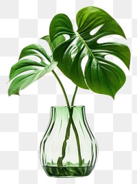 PNG Glass plant vase leaf. 