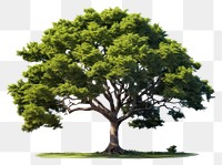 PNG Tree plant white background tranquility. AI generated Image by rawpixel.