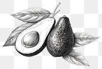 PNG Drawing sketch avocado fruit. 