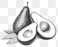 PNG Drawing sketch fruit plant. 