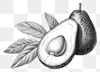 PNG Drawing sketch avocado fruit. 